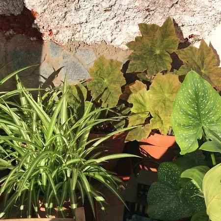 Дом отдыха Polinarias Casa Cueva En Fasnia