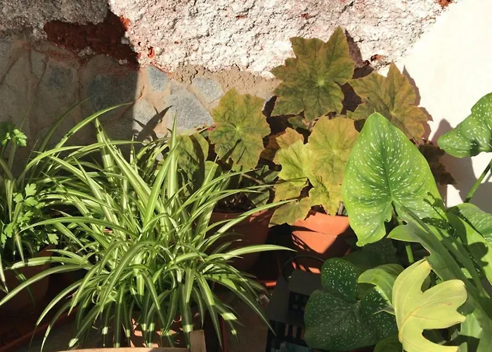 בית נופש Polinarias Casa Cueva En Fasnia