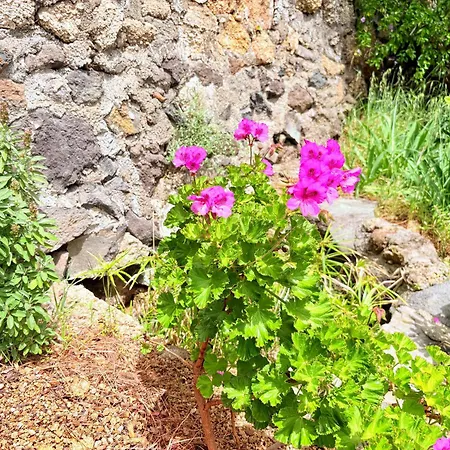 Tatil Evi Polinarias Casa Cueva En Fasnia *